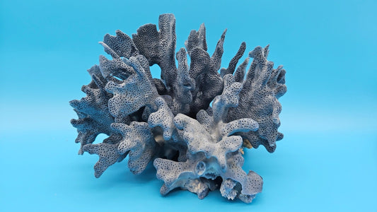 Vintage Blue Ridge Coral Specimen – Heliopora coerulea