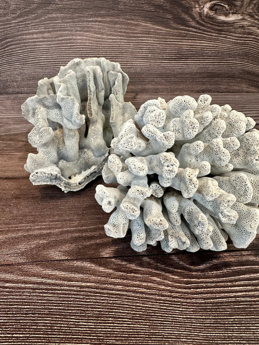 Vintage Blue Ridge Coral - Coastal Home Decor (Heliopora coerulea)