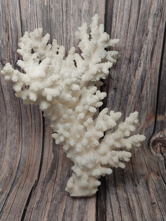 Vintage Branch Coral Specimen - Coastal Home Decor (Acropora florida)